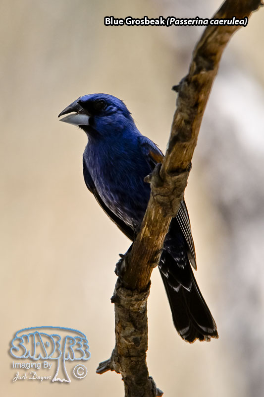 Blue Grosbeak - Passerina caerulea