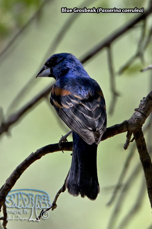 Blue Grosbeak - Passerina caerulea