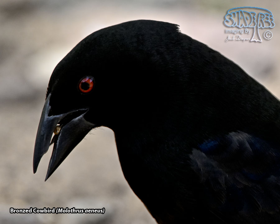Bronzed Cowbird - Molothrus aeneus