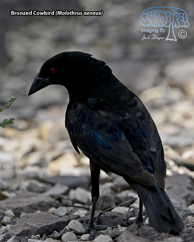 Bronzed Cowbird - Molothrus aeneus