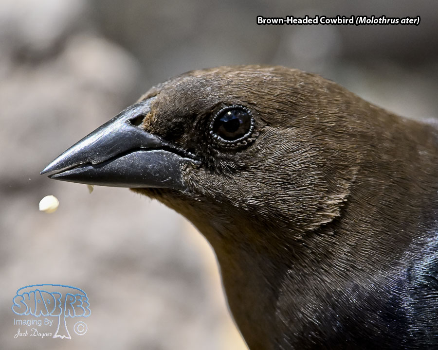 Brown-Headed Cowbird - Molothrus ater