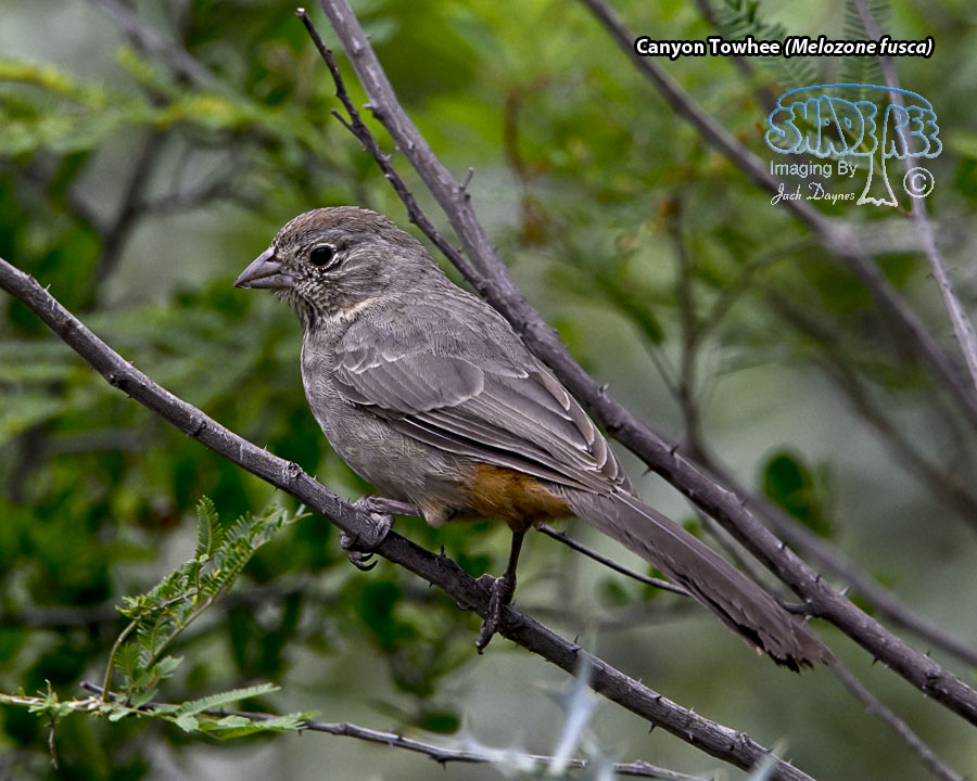 Canyon Towhee - Melozone fusca
