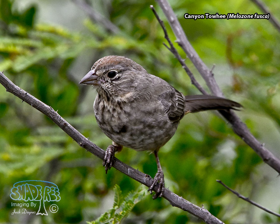 Canyon Towhee - Melozone fusca