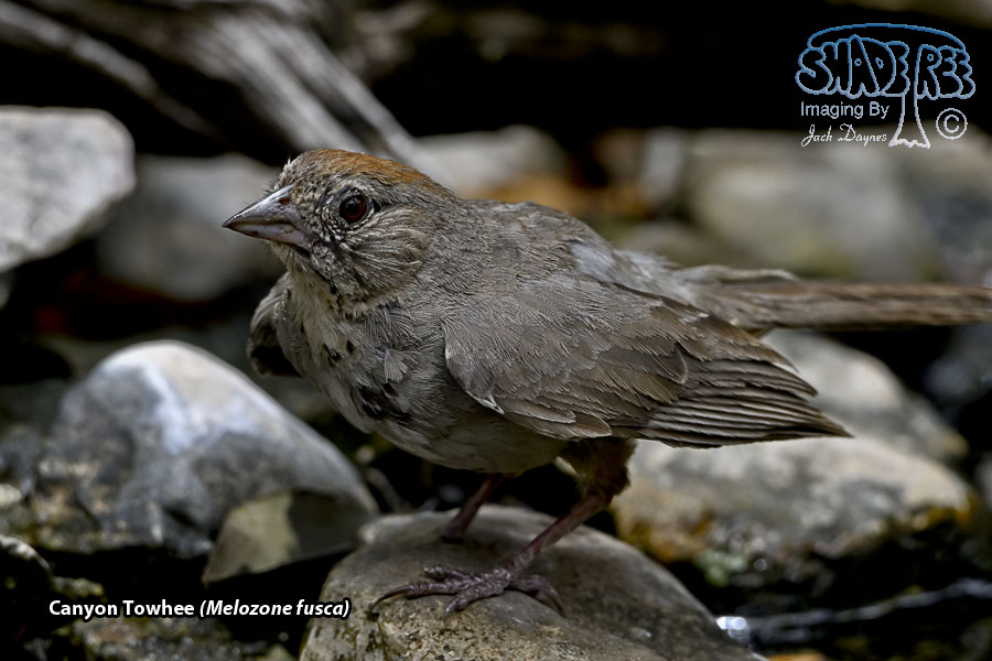 Canyon Towhee - Melozone fusca