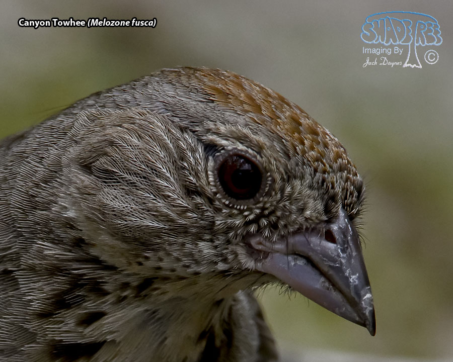 Canyon Towhee - Melozone fusca