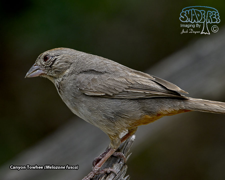 Canyon Towhee - Melozone fusca