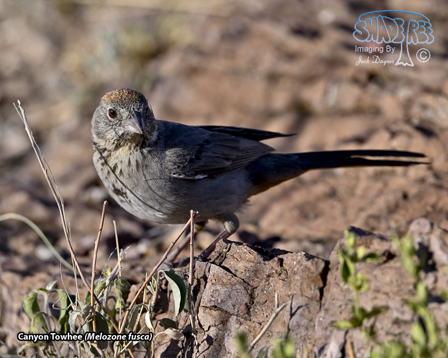 Canyon Towhee - Melozone fusca
