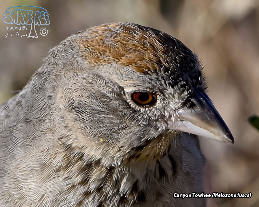 Canyon Towhee - Melozone fusca