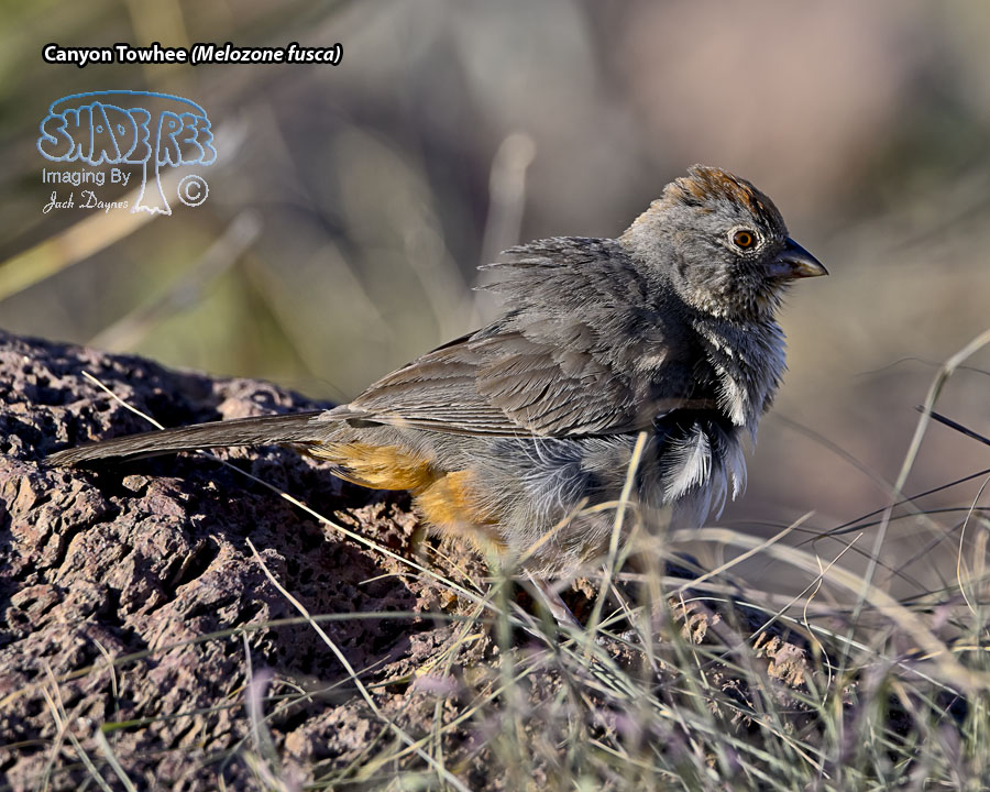 Canyon Towhee - Melozone fusca