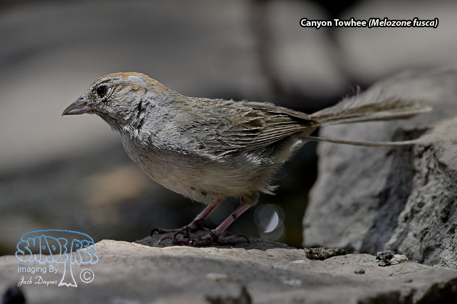Canyon Towhee - Melozone fusca