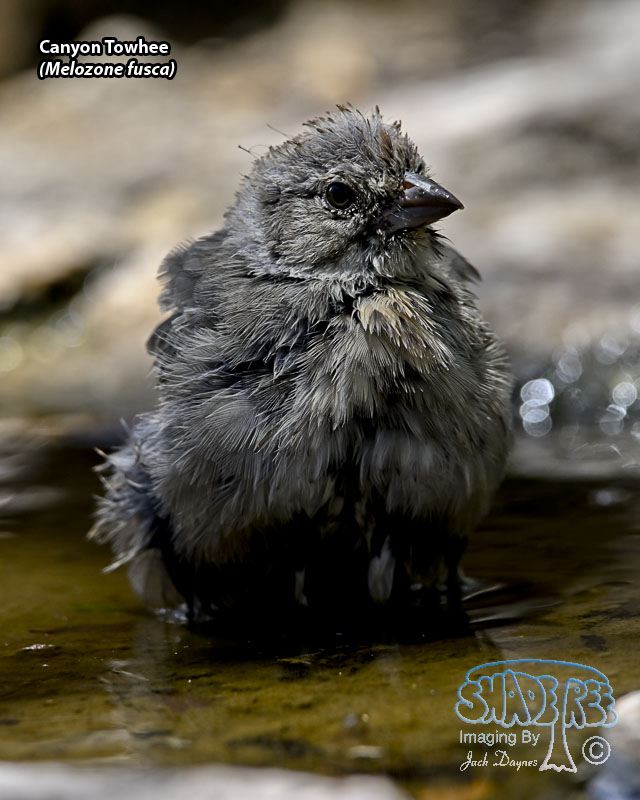 Canyon Towhee - Melozone fusca