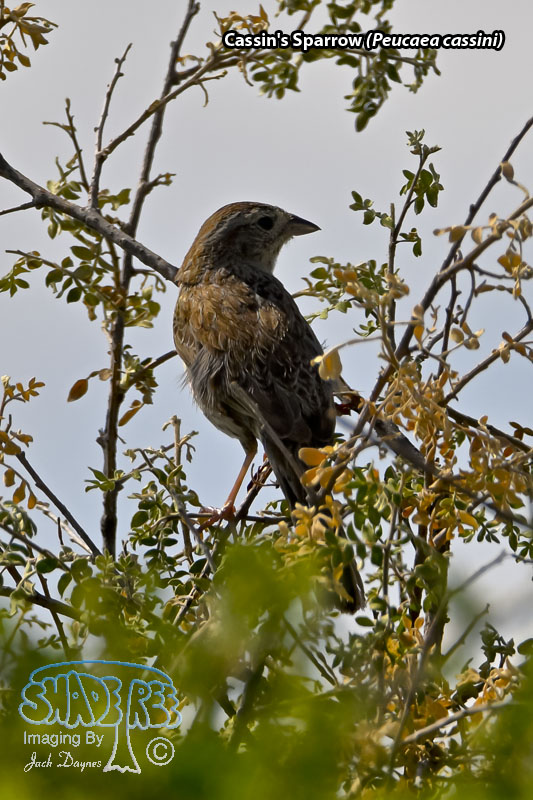 Cassin's Sparrow - Peucaea cassinii