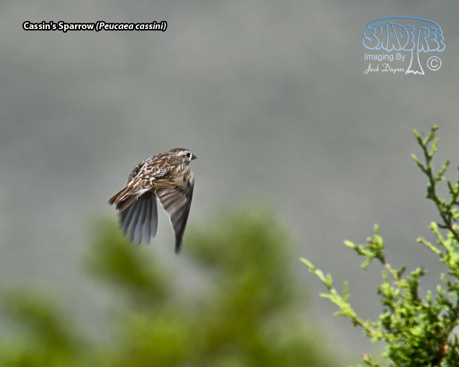 Cassin's Sparrow - Peucaea cassinii