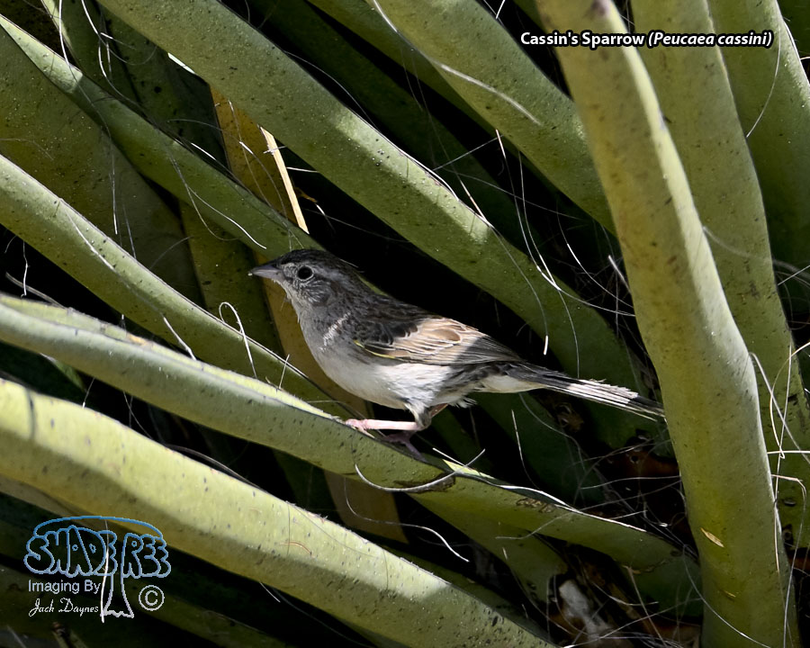 Cassin's Sparrow - Peucaea cassinii