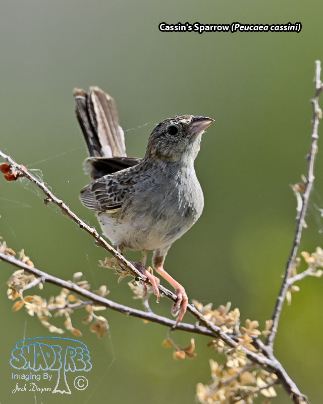 Cassin's Sparrow - Peucaea cassinii