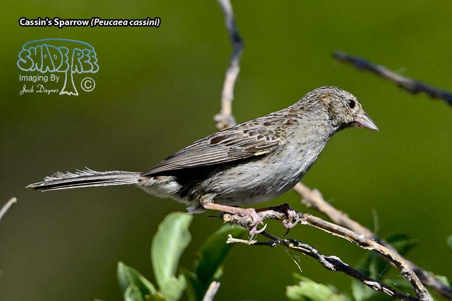 Cassin's Sparrow - Peucaea cassinii