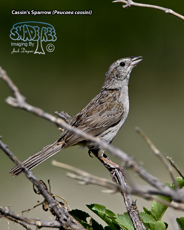 Cassin's Sparrow - Peucaea cassinii