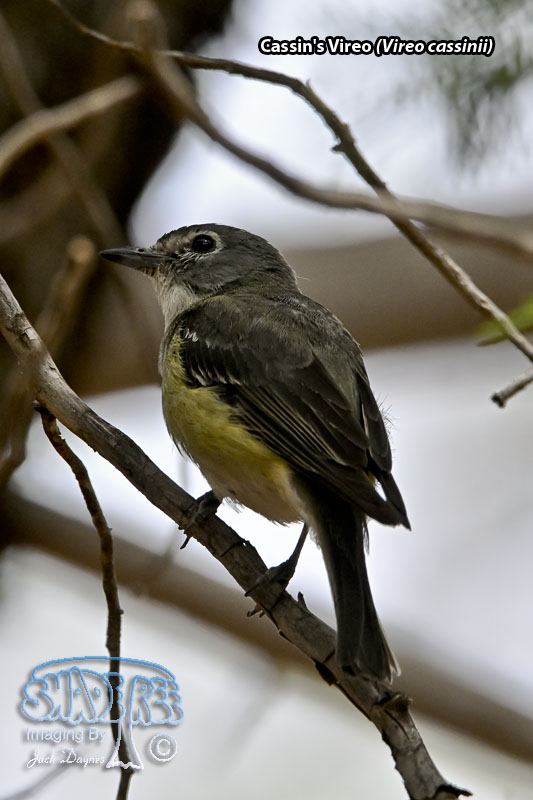 Cassin's Vireo - Vireo cassinii