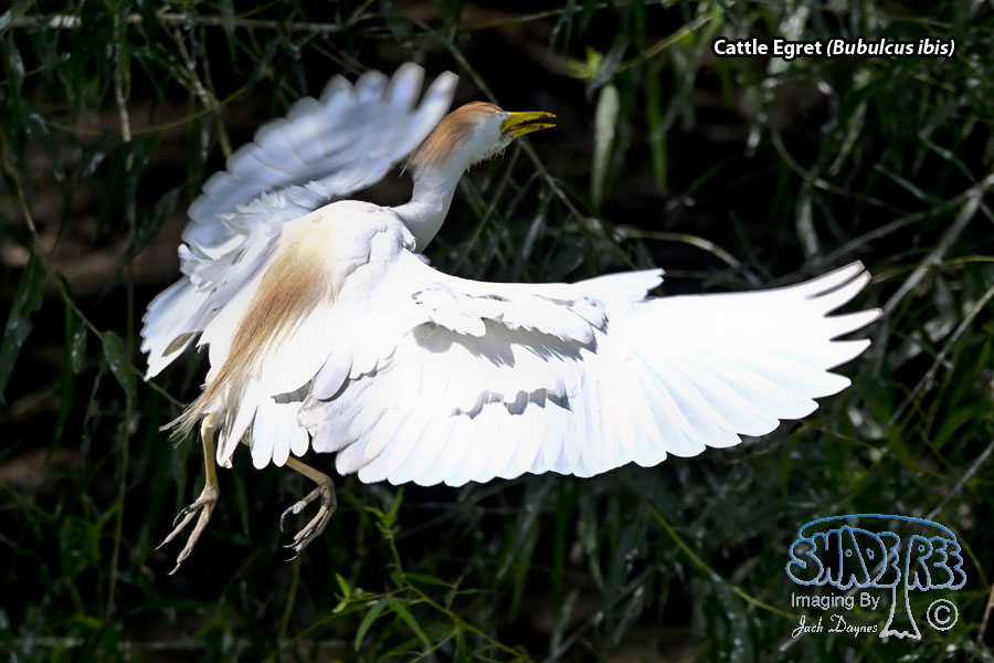 Cattle Egret - Bubulcus ibis