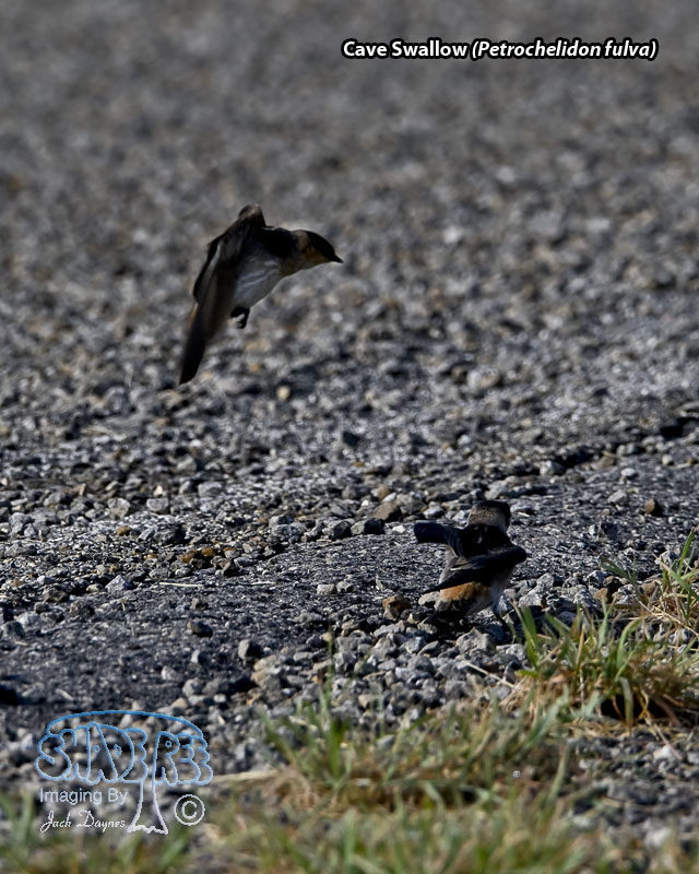 Cave Swallow - Petrochelidon fulva