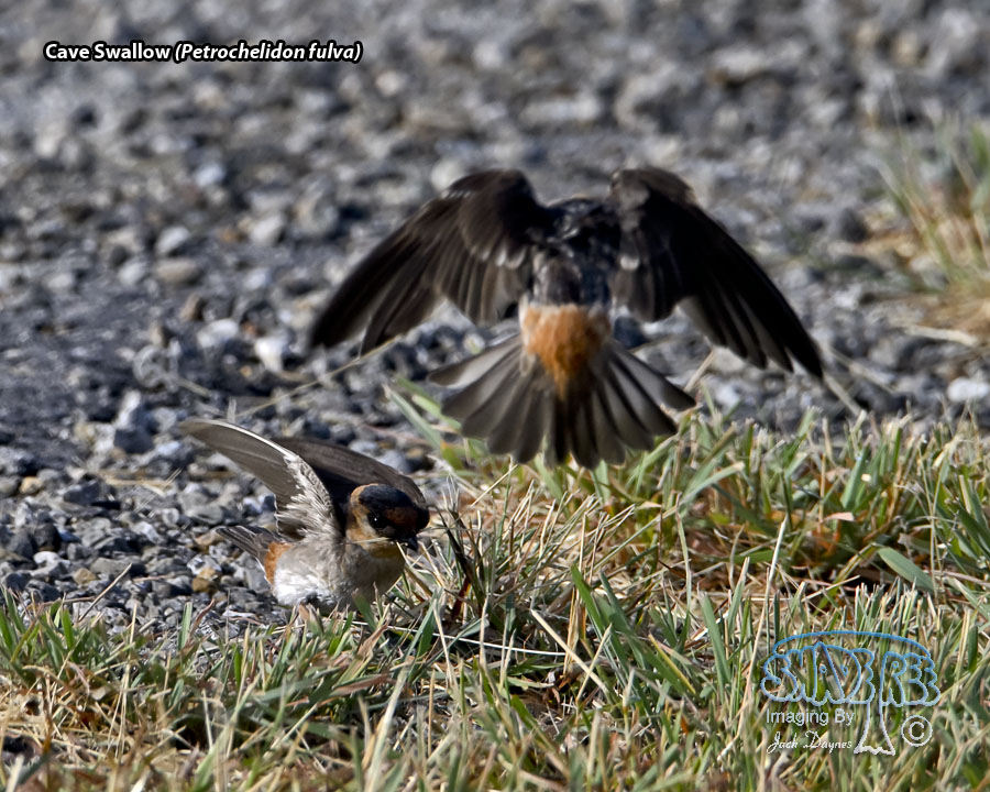 Cave Swallow - Petrochelidon fulva