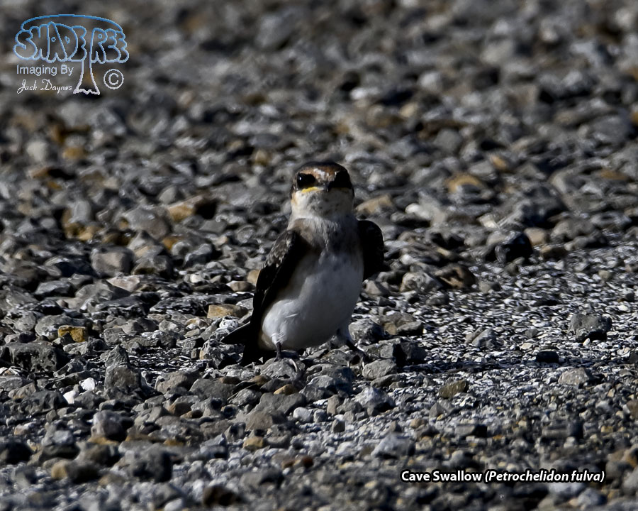 Cave Swallow - Petrochelidon fulva