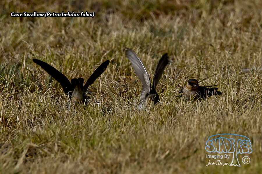 Cave Swallow - Petrochelidon fulva