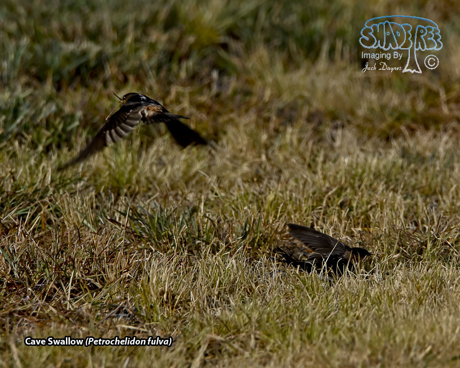 Cave Swallow - Petrochelidon fulva