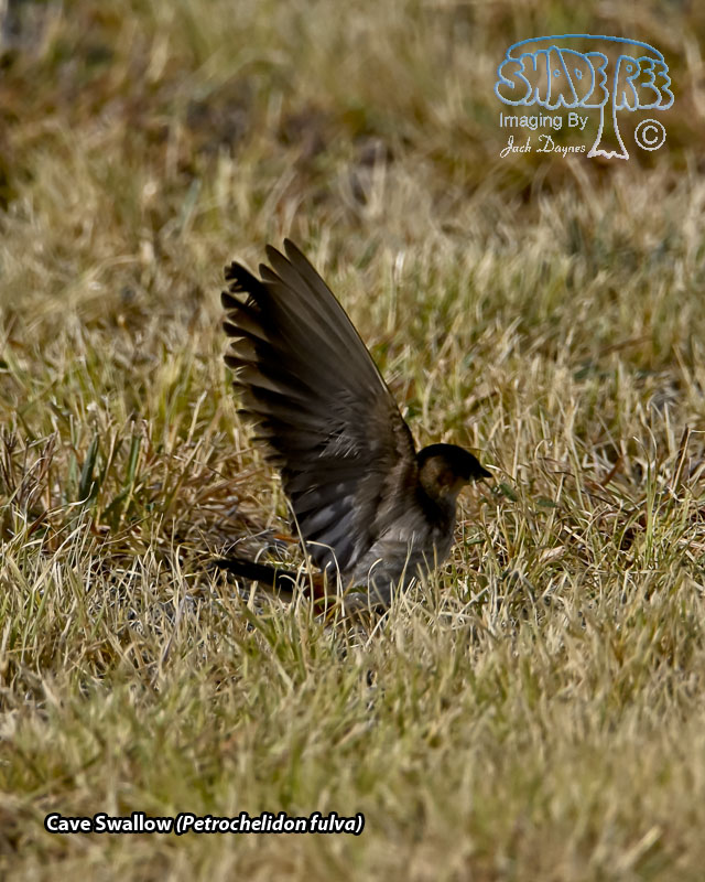 Cave Swallow - Petrochelidon fulva