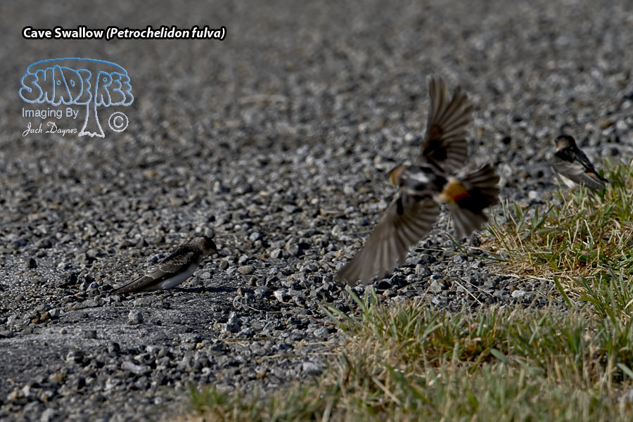Cave Swallow - Petrochelidon fulva