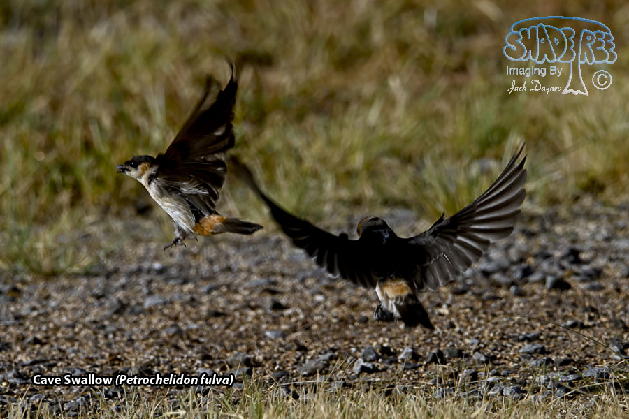 Cave Swallow - Petrochelidon fulva