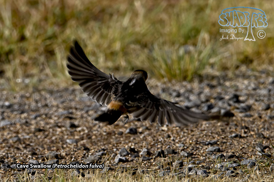 Cave Swallow - Petrochelidon fulva
