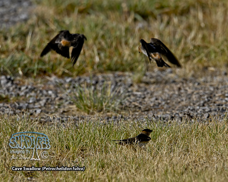 Cave Swallow - Petrochelidon fulva