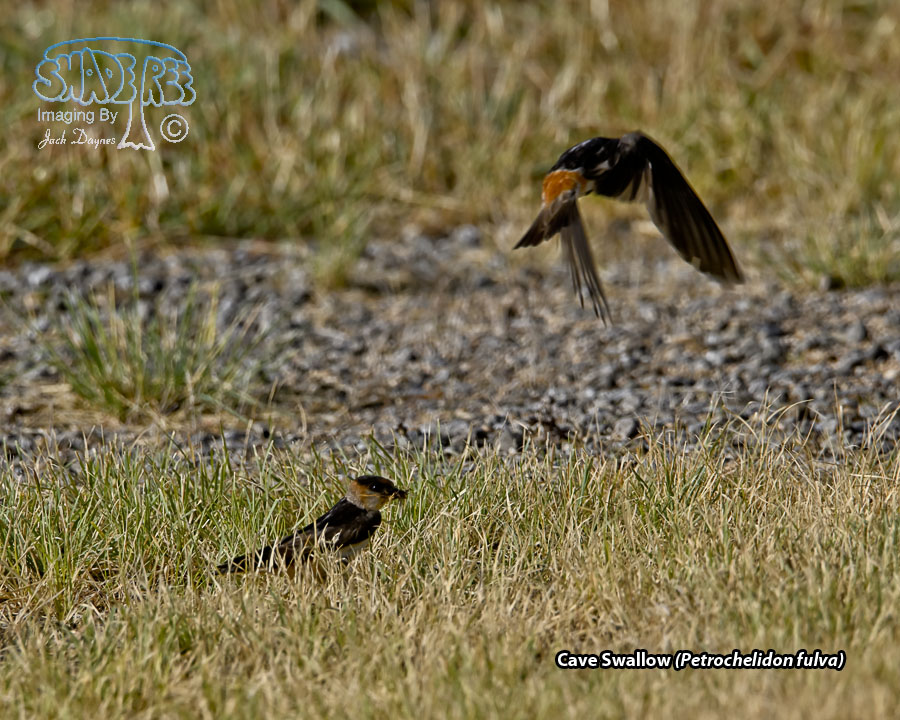 Cave Swallow - Petrochelidon fulva