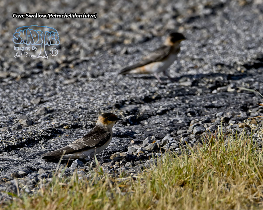 Cave Swallow - Petrochelidon fulva