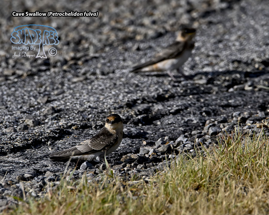 Cave Swallow - Petrochelidon fulva