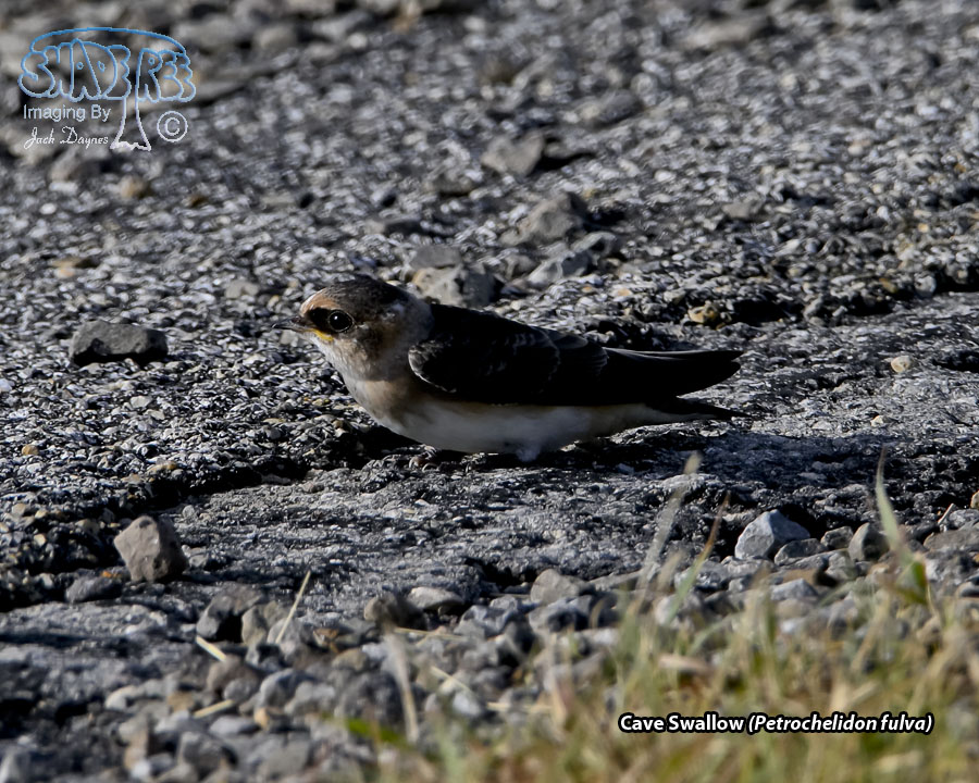 Cave Swallow - Petrochelidon fulva