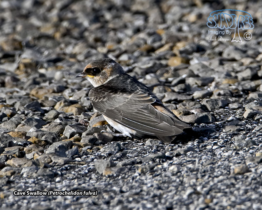 Cave Swallow - Petrochelidon fulva