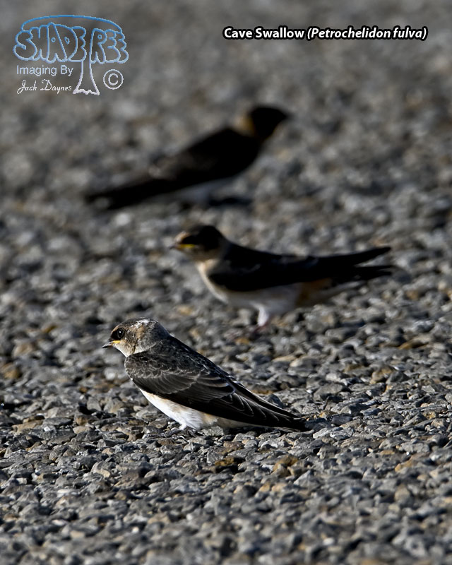 Cave Swallow - Petrochelidon fulva