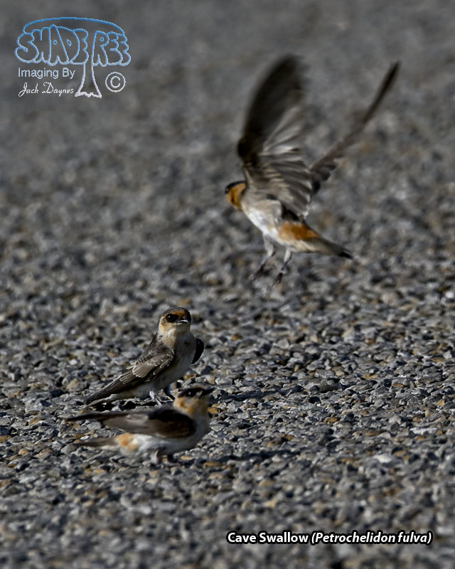 Cave Swallow - Petrochelidon fulva