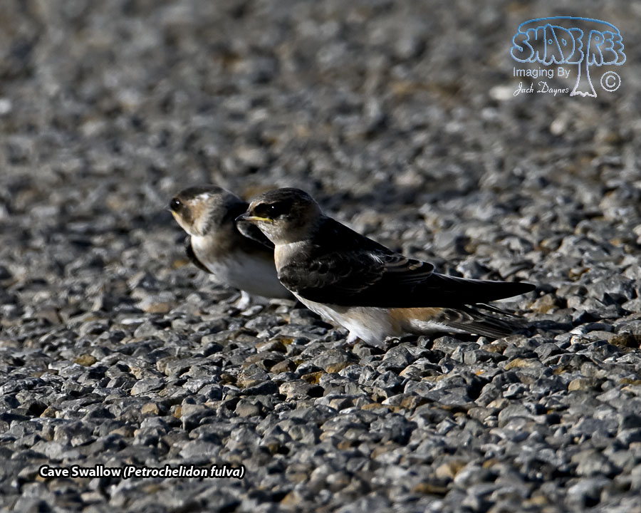 Cave Swallow - Petrochelidon fulva