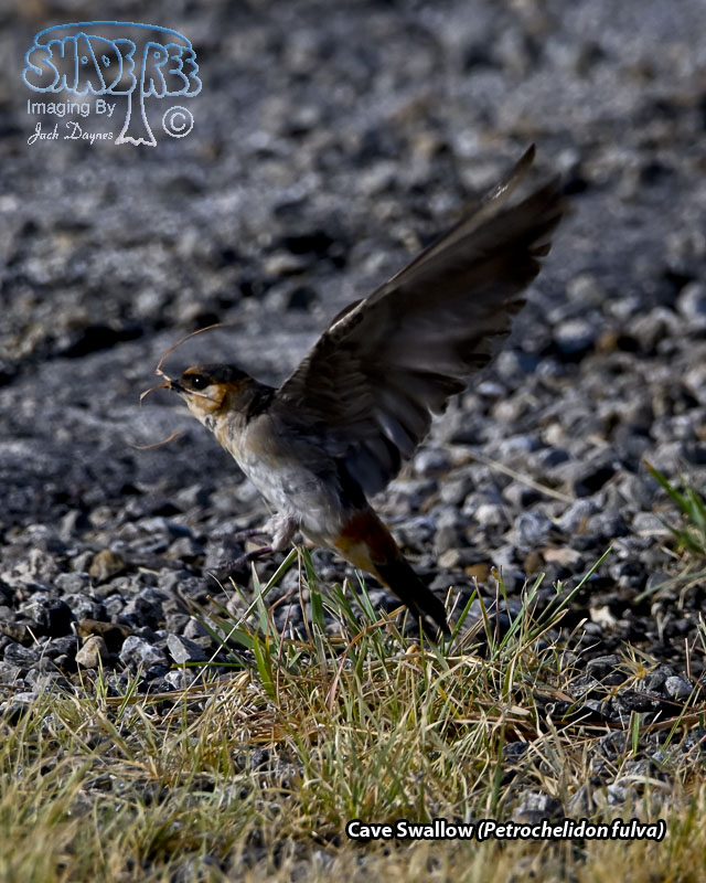 Cave Swallow - Petrochelidon fulva