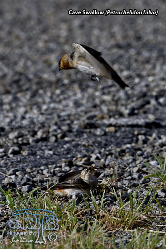 Cave Swallow - Petrochelidon fulva