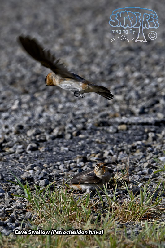 Cave Swallow - Petrochelidon fulva