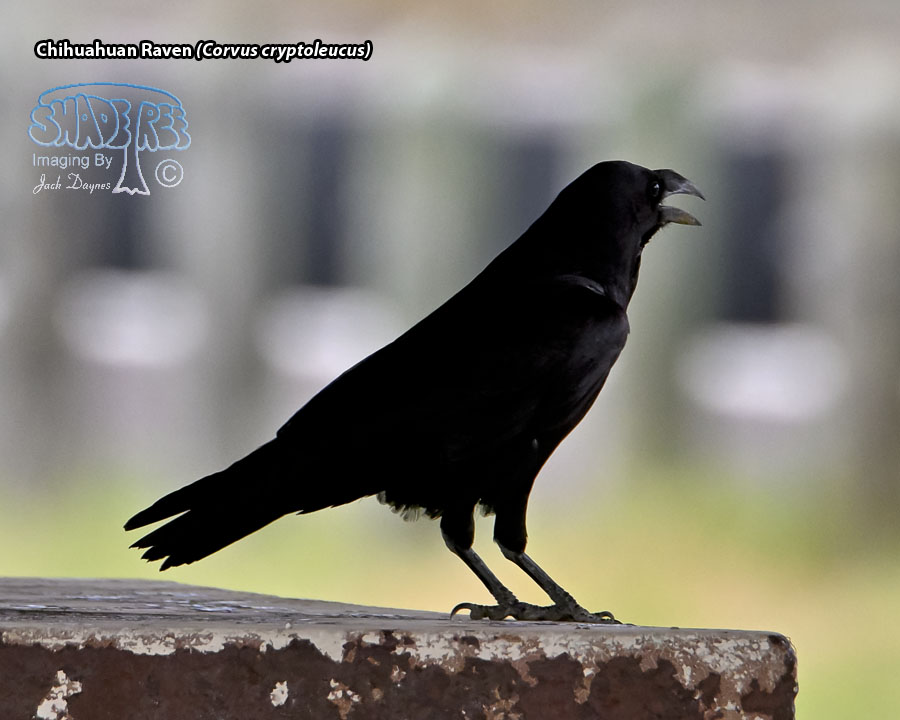 Chihuahuan Raven - Corvus cryptoleucus