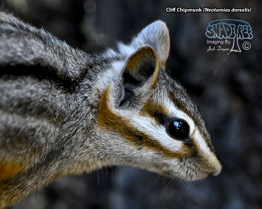 Cliff Chipmunk - Neotamias dorsalis