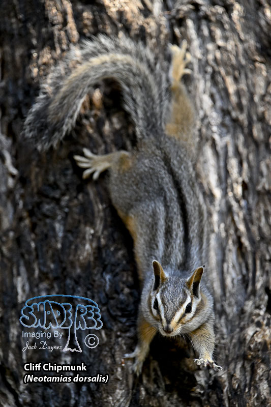 Cliff Chipmunk - Neotamias dorsalis