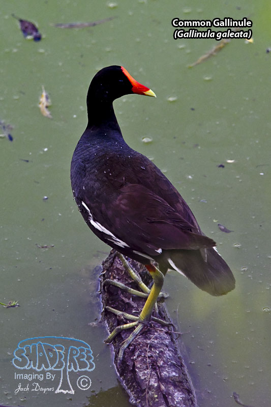 Common Gallinule - Gallinula galeata