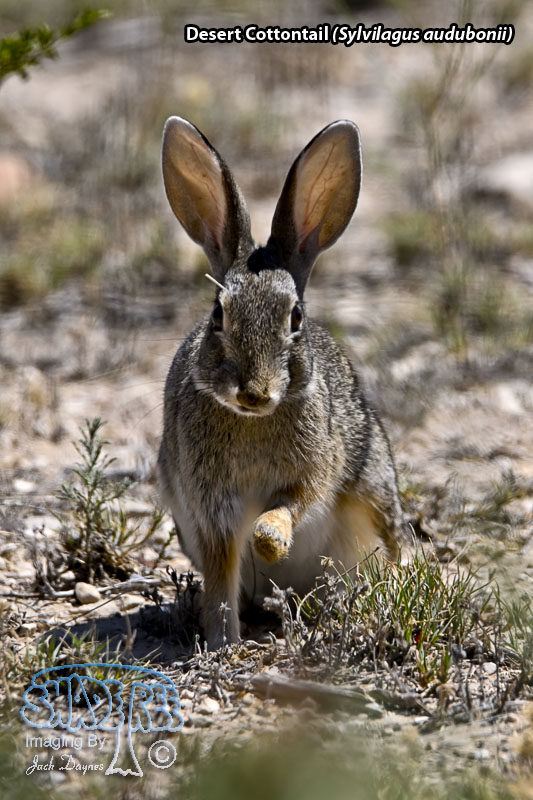 Desert Cottontail - Sylvilagus audubonii