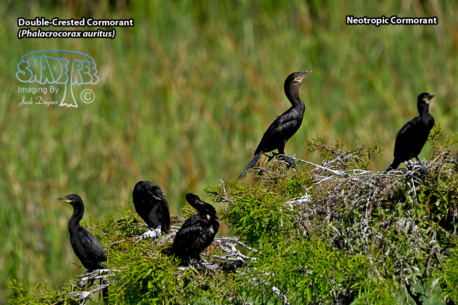 Double-Crested Cormorant - Phalacrocorax auritus
